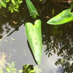 pickerelweed thumbnail 2