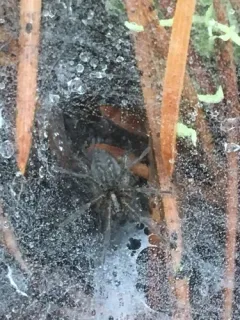 Utah Funnelweb Spider thumbnail 2