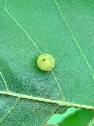 Caryomyia spherica