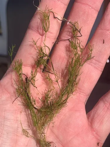 rough stonewort