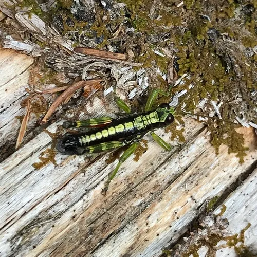 Wingless Mountain Grasshopper