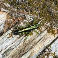 Wingless Mountain Grasshopper thumbnail 1