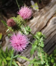 Fewleaf Thistle thumbnail 3