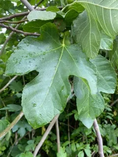 common fig thumbnail 2