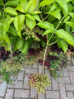 European black elderberry thumbnail 1