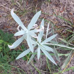Silver Wormwood thumbnail 1