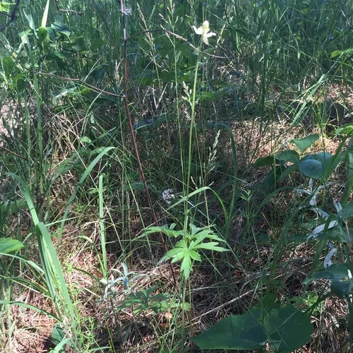 Cylindrical Thimbleweed