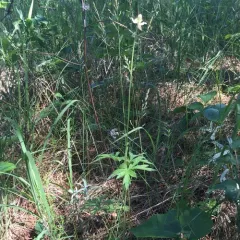 Cylindrical Thimbleweed thumbnail 1