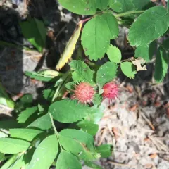 Spiny Leaf Gall Wasp thumbnail 2