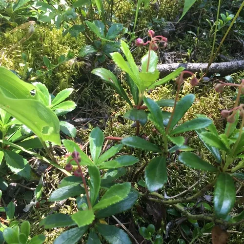 pipsissewa