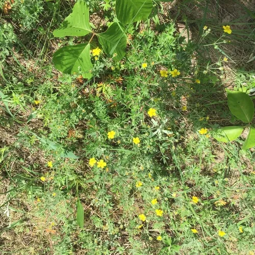 Silvery Cinquefoil