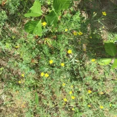 Silvery Cinquefoil thumbnail 1
