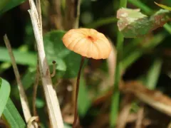 grass parachute thumbnail 2