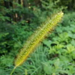 yellow foxtail thumbnail 3