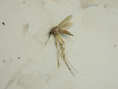 Woodland snowmelt mosquito thumbnail 2
