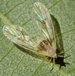 Anotia burnetii thumbnail 1