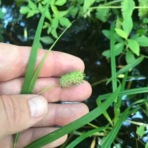 cattail sedge
