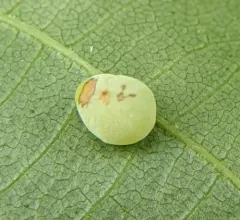 Hickory Blue-powder Gall Midge thumbnail 2