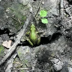 Boreal Chorus Frog thumbnail 4