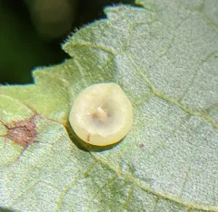 Hickory Beret Gall Midge thumbnail 3
