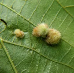 Hickory Aggregate Gall Midge thumbnail 2