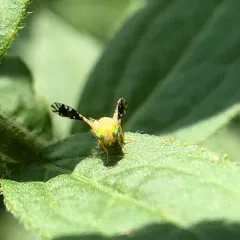 Common Ragweed Fruit Fly thumbnail 3