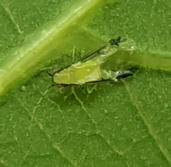 Blackmargined Pecan Aphid thumbnail 1