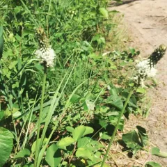 white prairie clover thumbnail 1