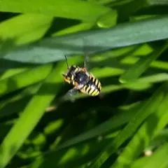 Oblong Woolcarder Bee thumbnail 2