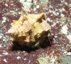 Widehand Hermit thumbnail 2
