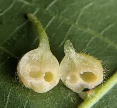 Caryomyia ansericollum thumbnail 2