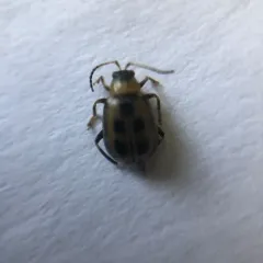 Bean Leaf Beetle thumbnail 2
