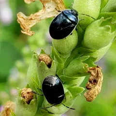 White-margined Burrowing Bug thumbnail 3
