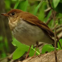 Veery thumbnail 3