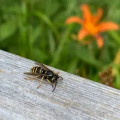 Widow Yellowjacket thumbnail 3