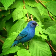 Indigo Bunting thumbnail 1