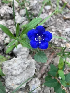 desert bluebells thumbnail 2