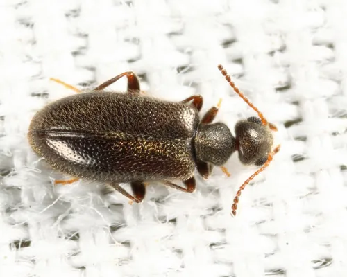 Sapintus pubescens