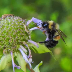 Rusty-patched Bumble Bee thumbnail 4