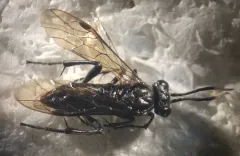 Macrophya nigra thumbnail 2