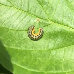 Macremphytus testaceus thumbnail 2