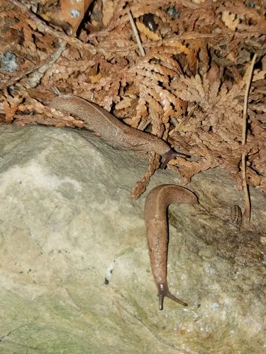 Tandonia kusceri