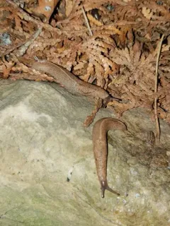 Tandonia kusceri thumbnail 1