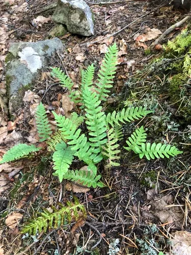 Siberian polypody