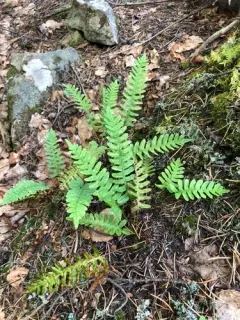 Siberian polypody thumbnail 1