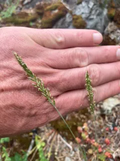 Dense Silky-bent thumbnail 2