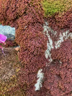 Snow Rock Moss thumbnail 2