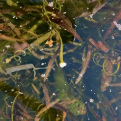 American eelgrass thumbnail 2