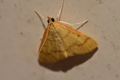 Helvibotys helvialis thumbnail 4