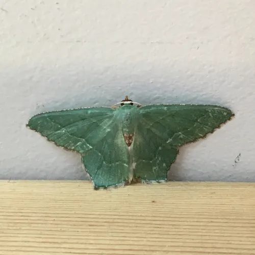 Common Emerald